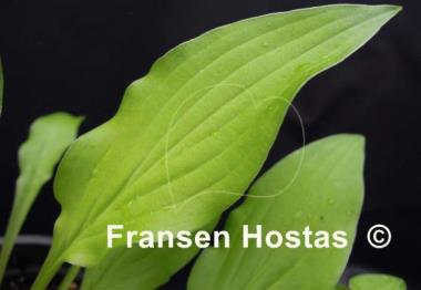 Hosta Goldene Woge
