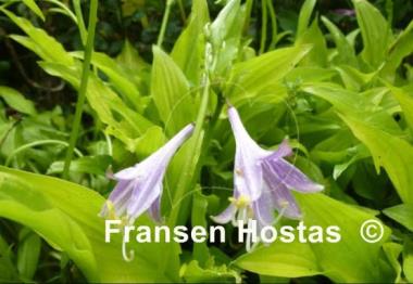 Hosta Goldene Woge