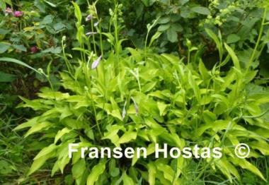 Hosta Goldene Woge