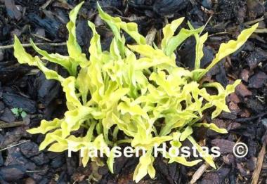 Hosta Goldene Woge