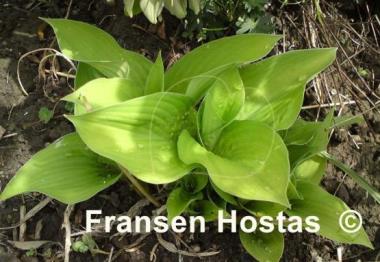 Hosta Goldpfeil