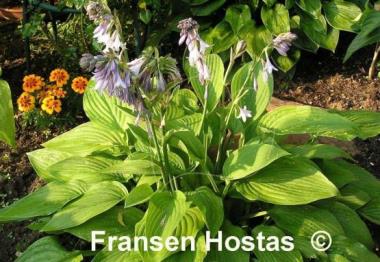 Hosta Goldpfeil