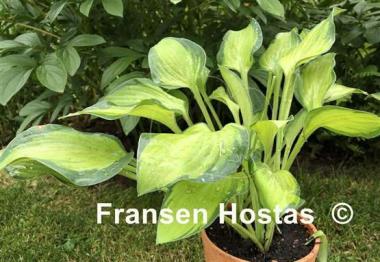 Hosta Goldrush