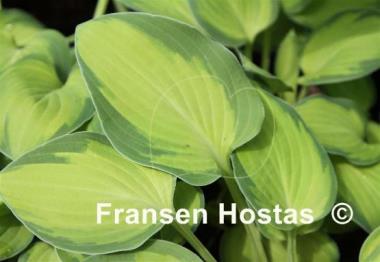 Hosta Goldrush