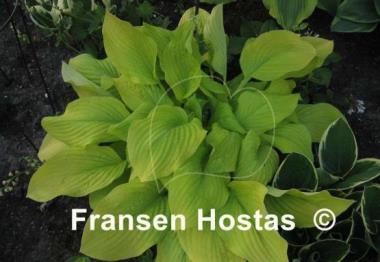 Hosta Goldsmith