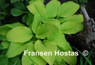 Hosta Goldsmith