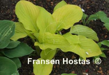 Hosta Goldsmith
