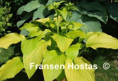 Hosta Goldsmith
