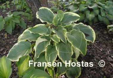 Hosta Gone With the Wind