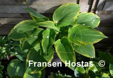 Hosta Gone With the Wind