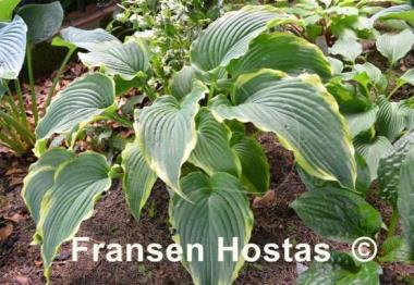 Hosta Gone With the Wind