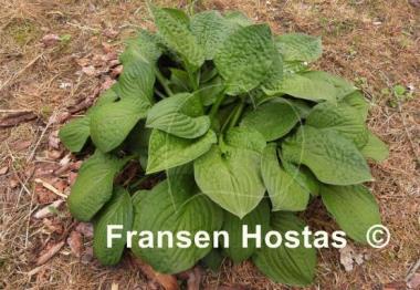 Hosta Goober