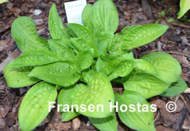 Hosta Goober