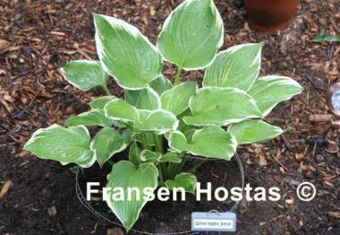 Hosta Good Night Irene