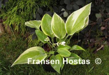 Hosta Good Times