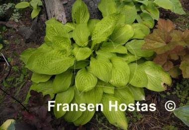 Hosta Good as Gold