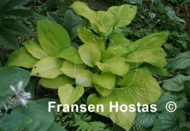 Hosta Good as Gold