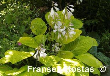 Hosta Good as Gold