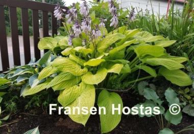Hosta Good as Gold