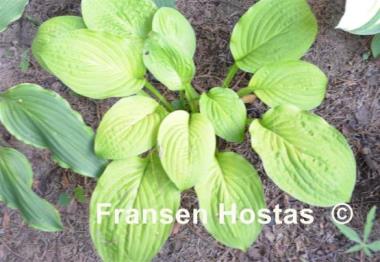 Hosta Good as Gold