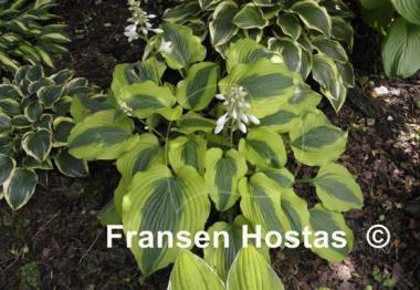Hosta Goodness Gracious