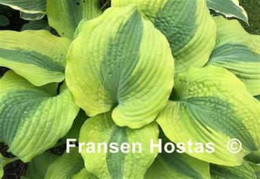 Hosta Goodness Gracious