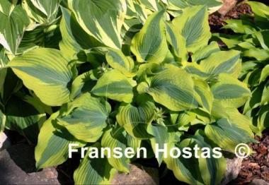 Hosta Goodness Gracious