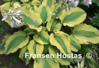 Hosta Goodness Gracious