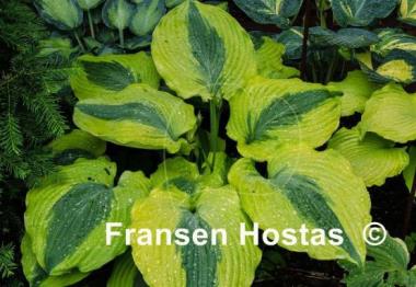 Hosta Goodness Gracious