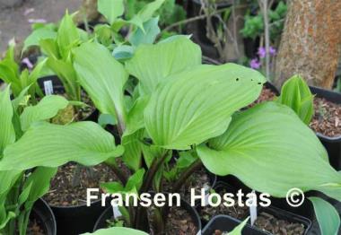 Hosta Gooseberry Sundae