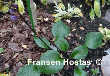 Hosta Gooseberry Sundae