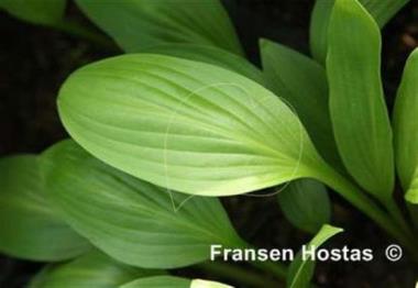 Hosta Gorgeous George