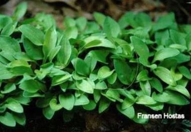 Hosta Gosan Gold Midget