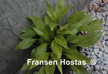 Hosta Gosan Gold Mist