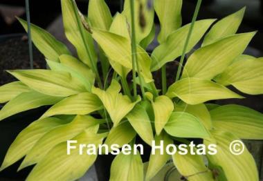 Hosta Gosan Hildegarde