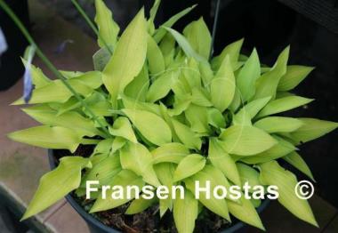 Hosta Gosan Hildegarde