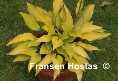 Hosta Gosan Hildegarde