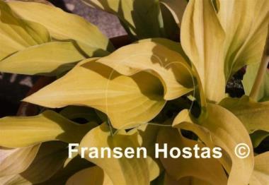Hosta Gosan Hildegarde