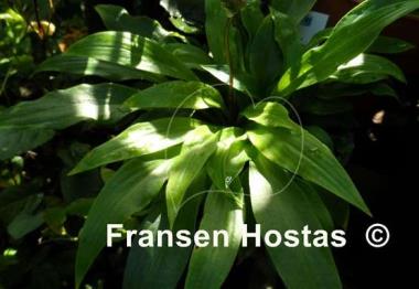 Hosta Gosan Leather Strap