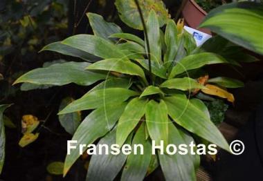 Hosta Gosan Leather Strap