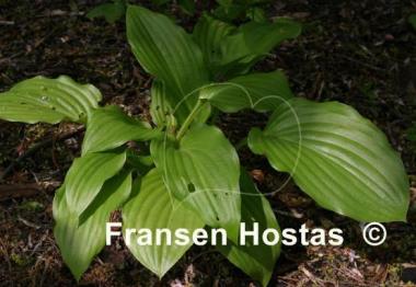 Hosta Gosan Leather Strap