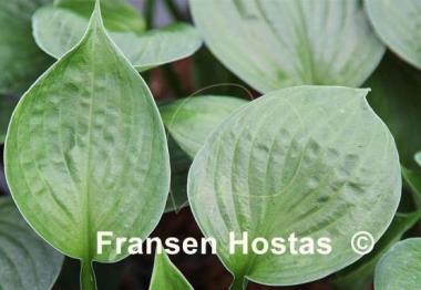 Hosta Gothic Charm