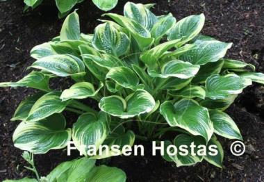 Hosta Grace McClure