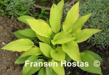Hosta Granary Gold