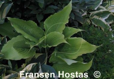Hosta Grand Canyon