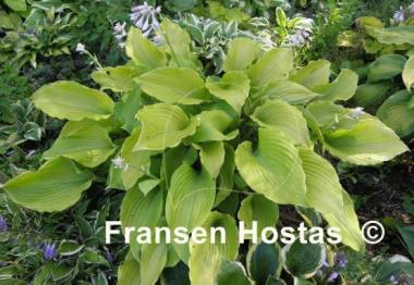 Hosta Grand Canyon