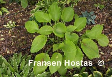 Hosta Grand Canyon