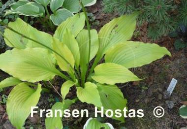 Hosta Grand Canyon