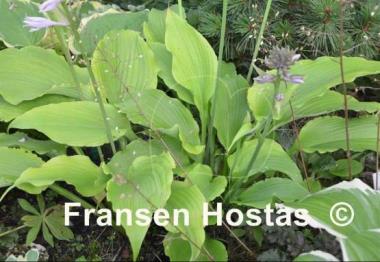 Hosta Grand Canyon