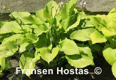 Hosta Grand Canyon